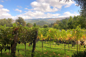 Brasswood Vineyard in St. Helena Wine Country California